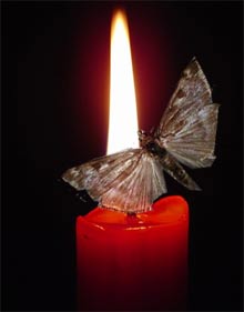 Мотылёк
