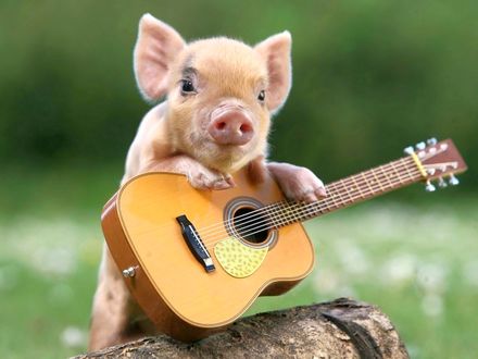 Свиное рыло