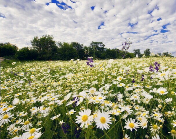 Я упаду росинкой в травы...