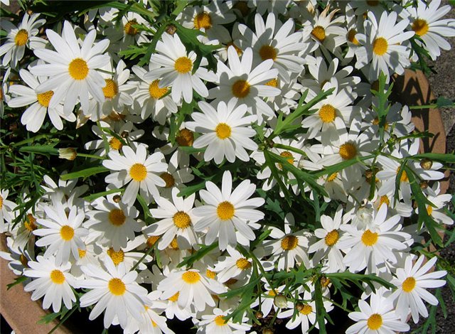 Nostalgia 3 Ведро ромашек