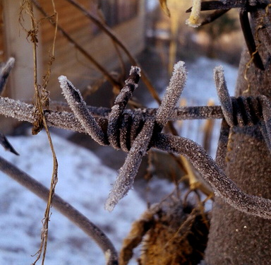 Колючая проволока