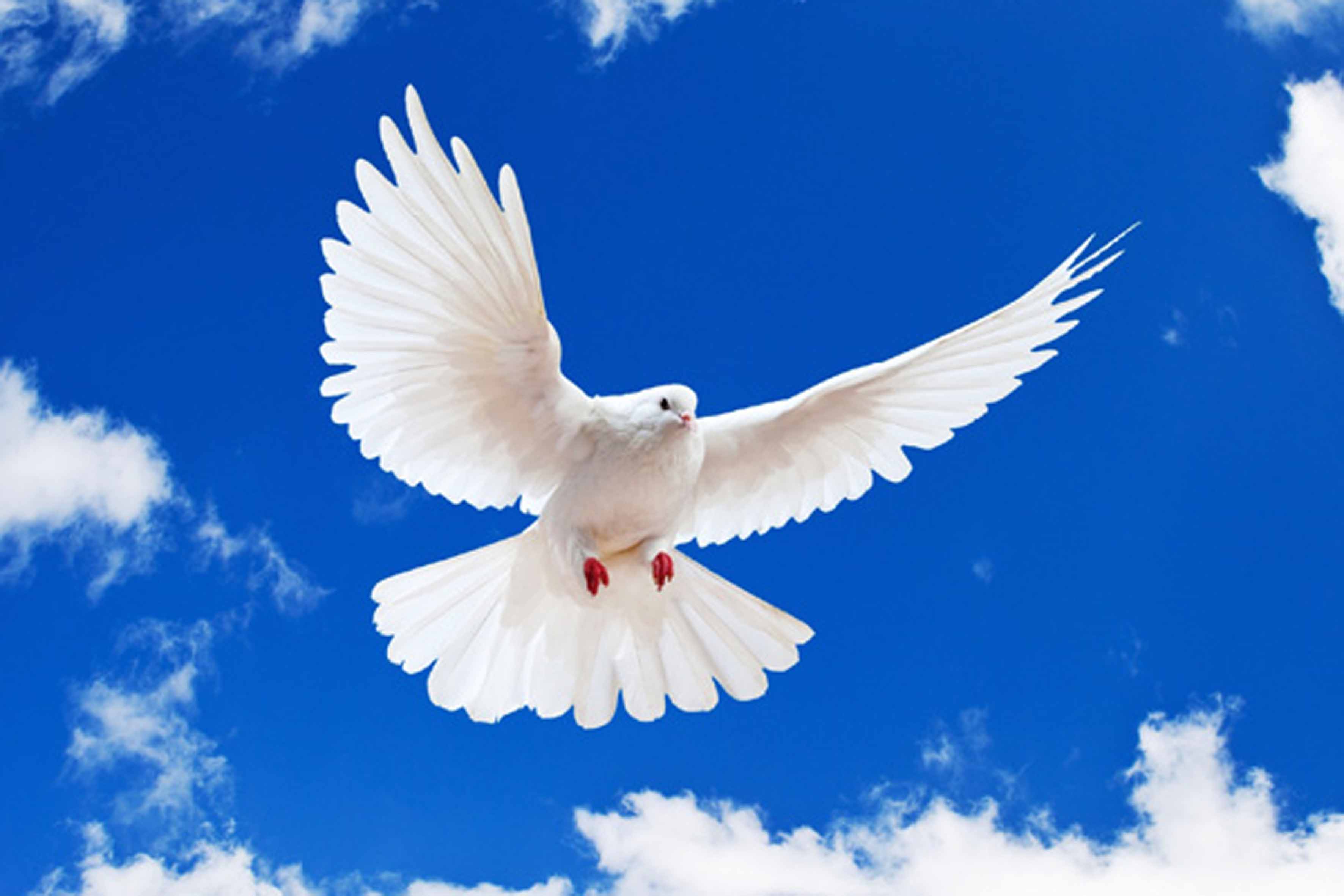 Картинки доброе утро мирного неба над головой. Белый голубь. Голуби в небе. Белая птица. Красивые голуби.
