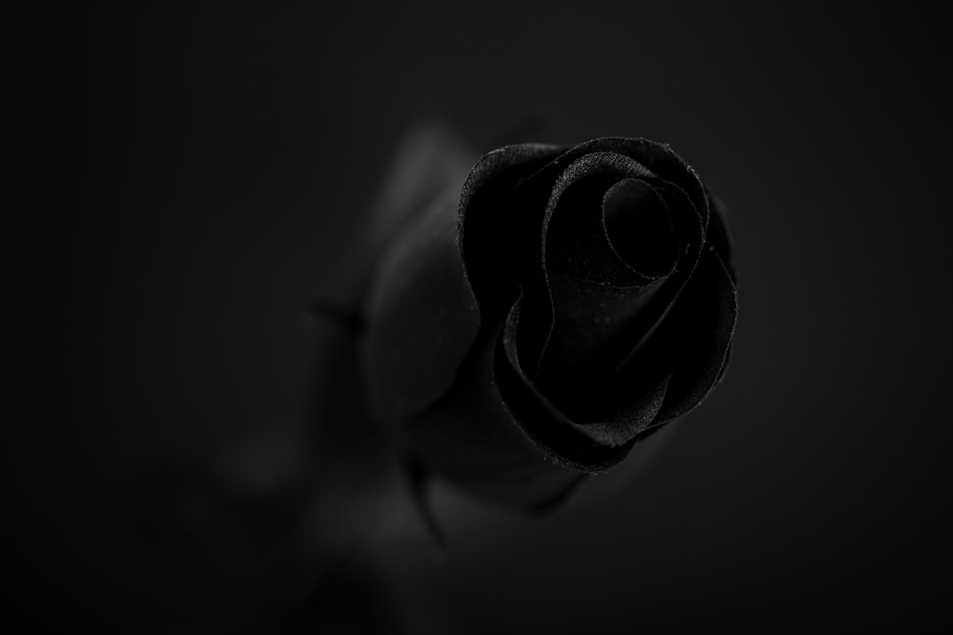 черная роза стим фото 78