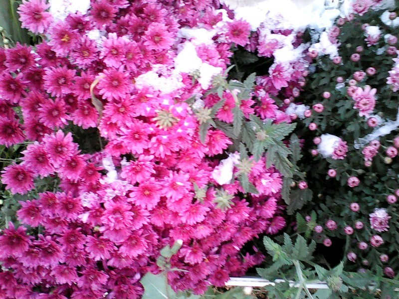 Снег на хризантемах