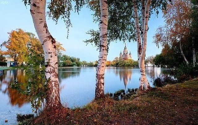 Березовая Русь такая чистая...