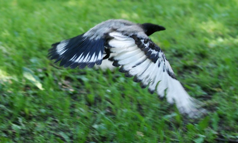 ворон в полете. серая ворона крыло. ворона с белыми крыльями. сорока обыкновенная птицы. ворон с белым крылом.