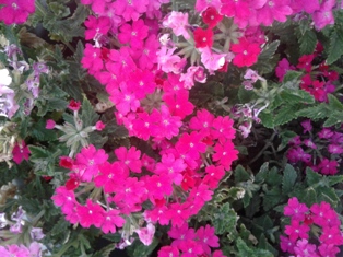 Срце срцу jе песма Зорице Сентиh