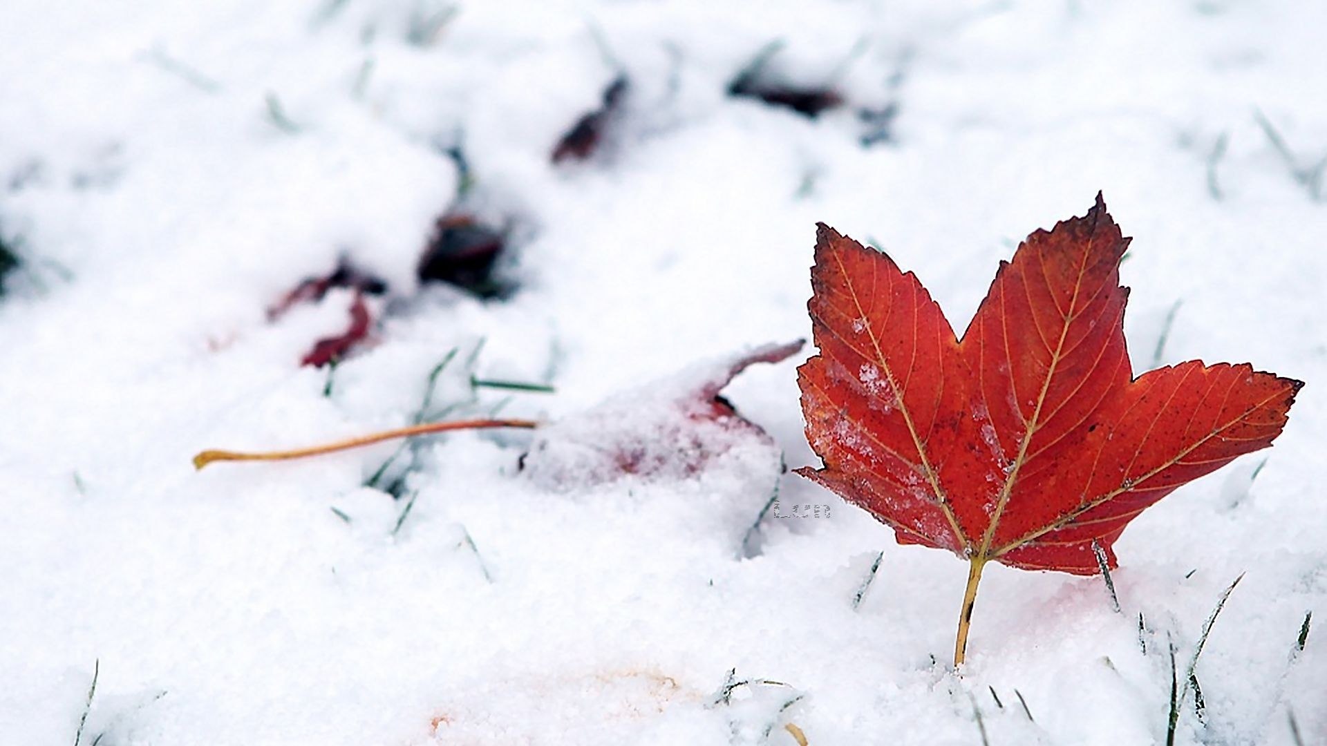 Сугробы листьев. Листья в снегу. Кленовый лист в снегу. Поздняя осень. Первый снег.