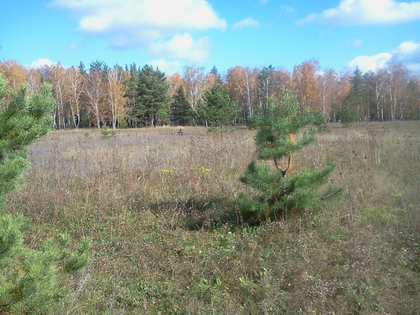Осень стриптизёрша