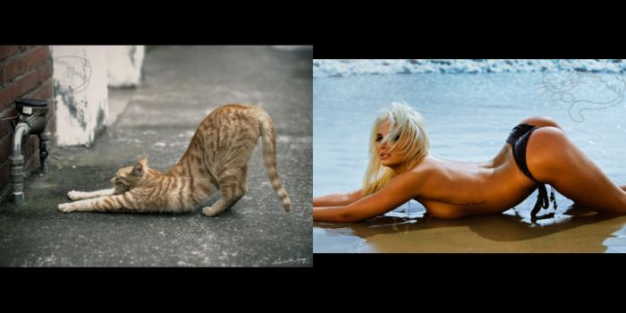 Кошки! Секс-юмор