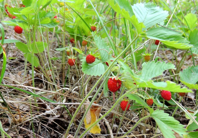 Дни в июне хороши