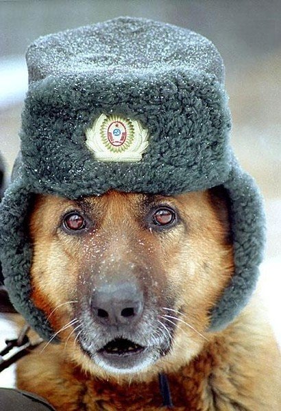 Я в полиции служу