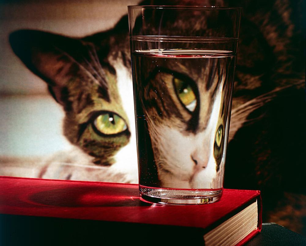 Котярка праздничная - кошмарный сон