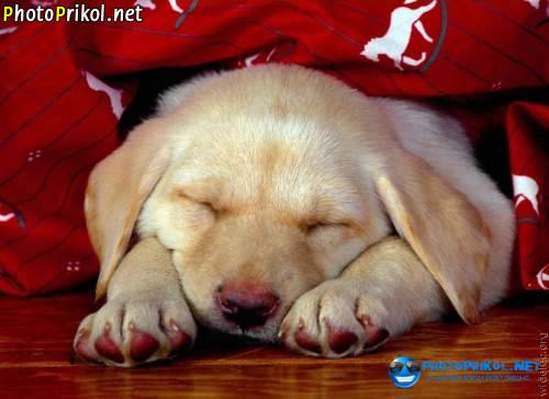 Полкан, шалопай и хулиган