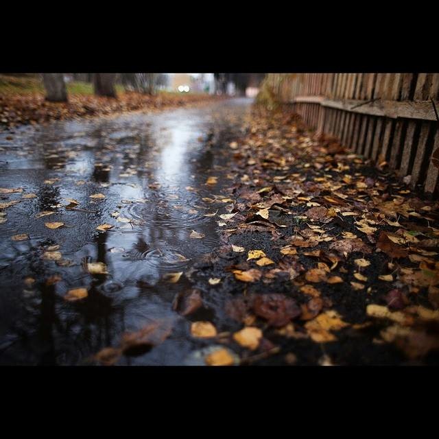 моросящий осенний дождь. моросящий дождь. осень дорога дождь. моросил осенний дождь. моросил осенний дождь.