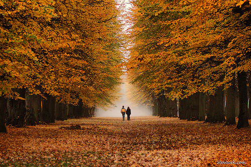 Осенняя Дорога Фото