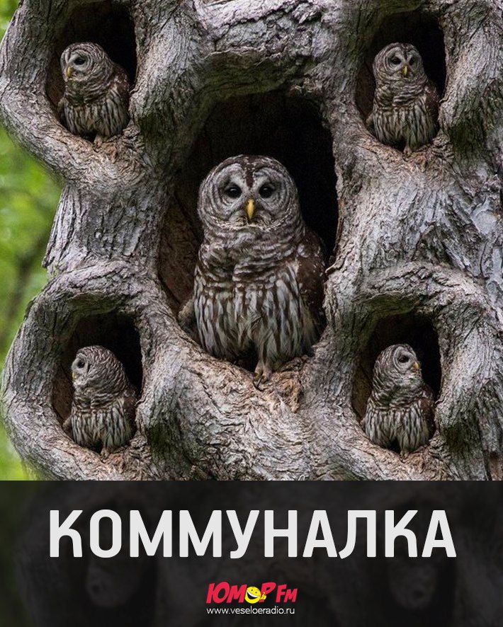 Совиное царство. Экспромты на фото