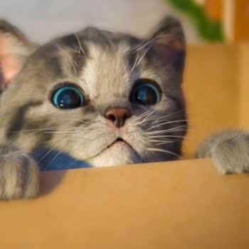 Как всё это маме я буду объяснять?