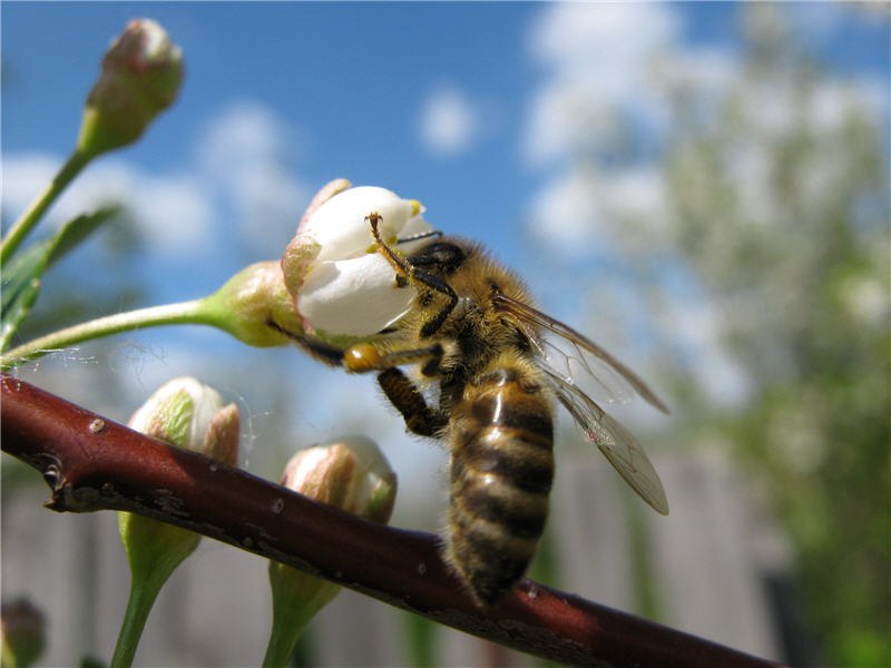 Нектар фото. Пчела собирает нектар. Пчела с нектаром. Пчелята собирают нектар. Плела собирает нектар.