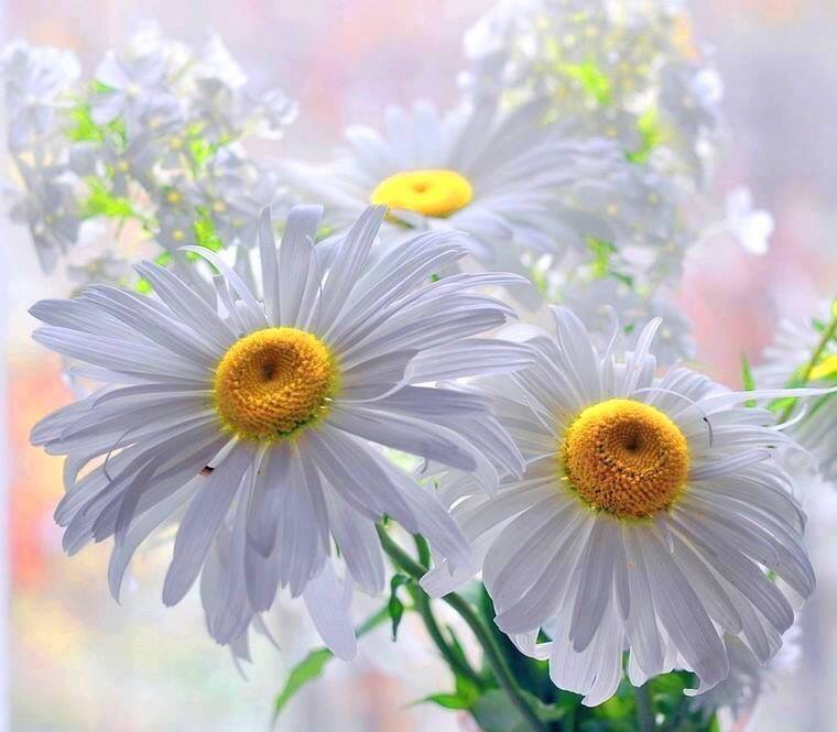 Выбери Жизнь!