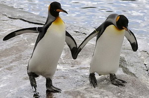 Гололедица