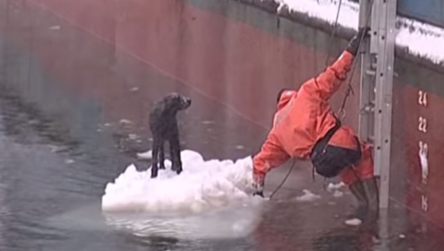 Видео спасения людей. Спасательная операция с собаками в Турции виде.