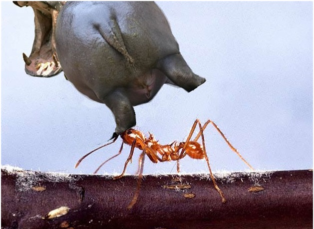 Кто вдохновил Крылова на басню