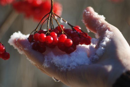 Горит калина снежным днём