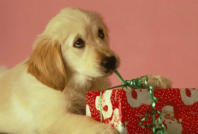 Нам, добрым собакам...