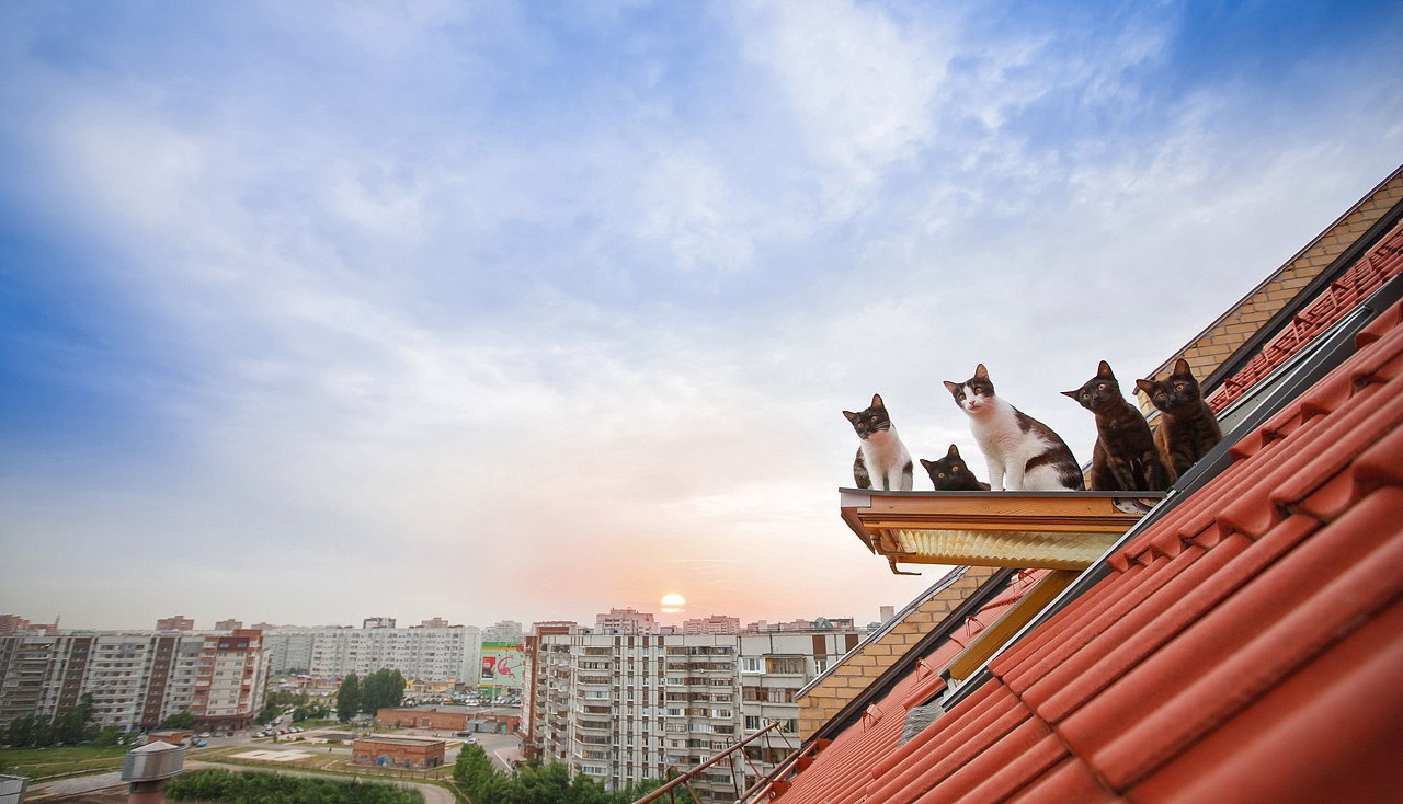 Коты на крышах домов
