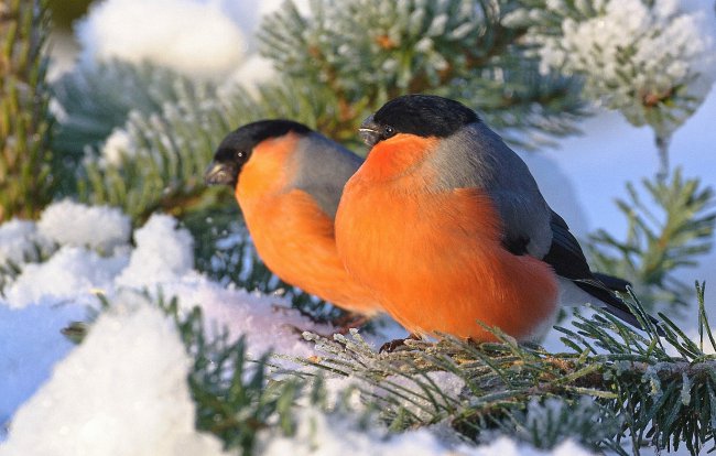 Снегири