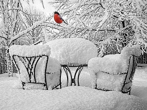 Снегириная любовь