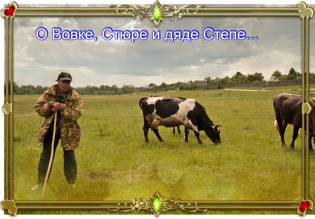 коровы и пастух в деревне. пасти коров. деревенский пастух. пасти коров. пасти коров.