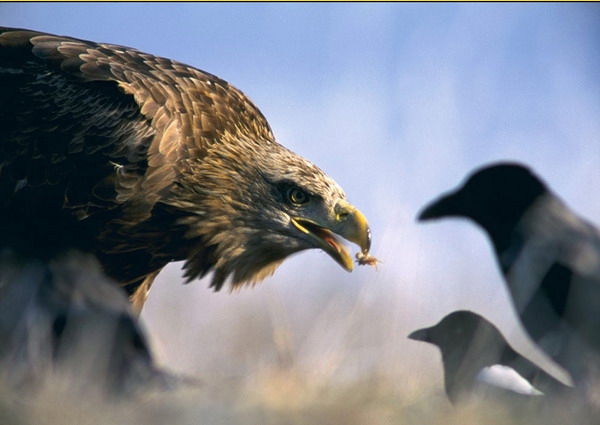 Чи лекь кьунва пехъери