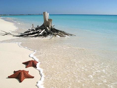 Альбатрос - акростих