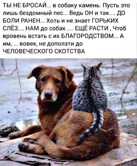 Мне жаль бродячих собак