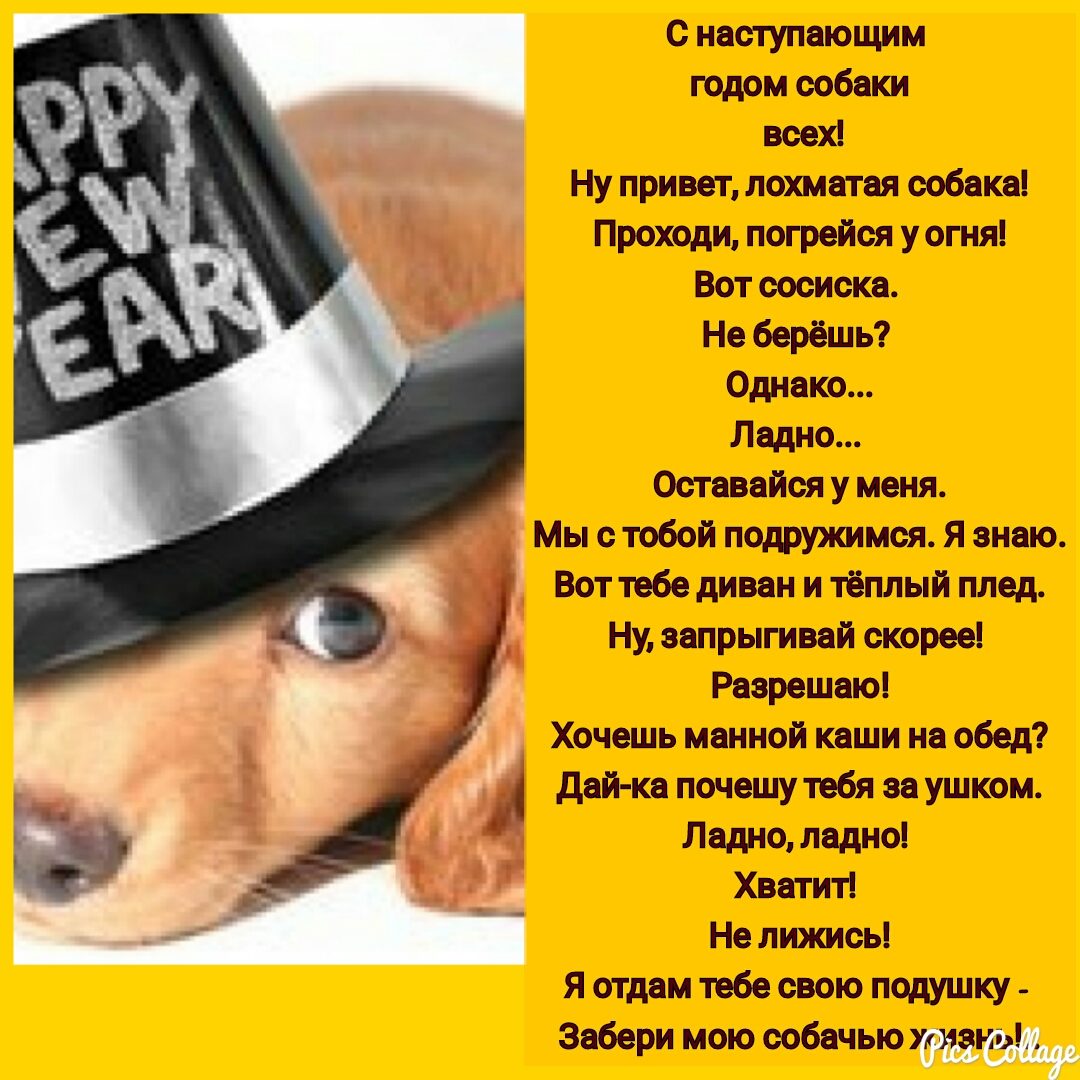 Год собаки. 2018