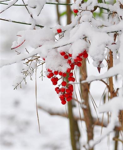 Что ж то за долюшка?.. Из Ирины Боговиной