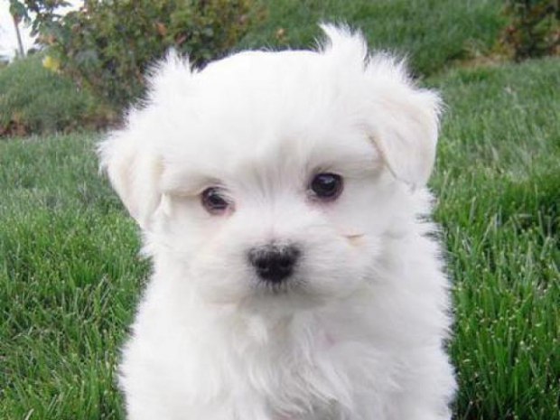 Маленький щенок