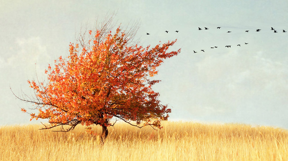 Мне не нравится слово - катрен