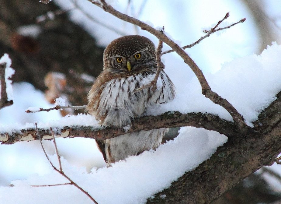 Летят по воздуху снежинки
