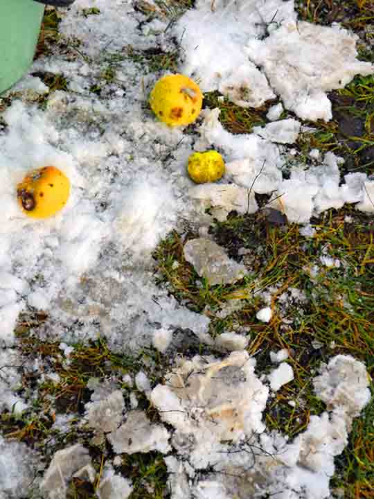 Из чащы леса бабць Яга к нам?