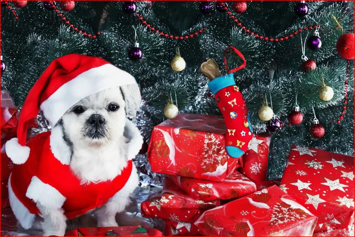 Гарики-Шиз-гарики...