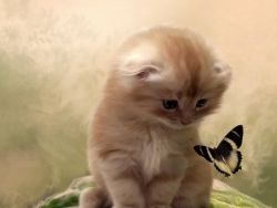 Котёнок и бабочка