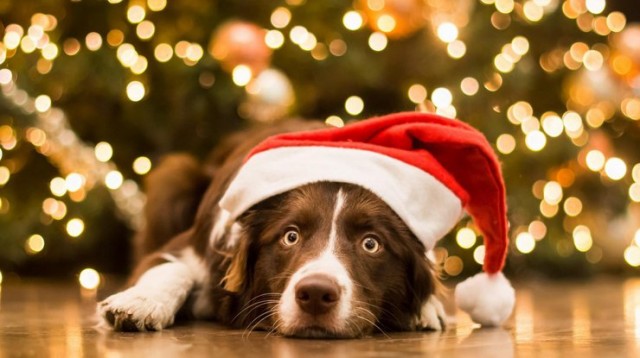 Вот год собаки на носу