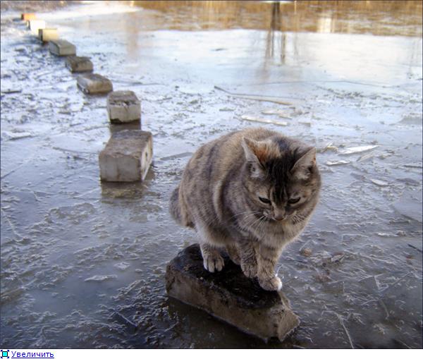 Хоть я и кот четвероногий!