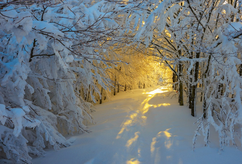Поэту Чувственной Ромашке