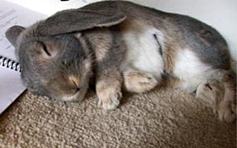 Уставшая зайка. Спящий зайчик. Спящие кролики. Спящие зайки.