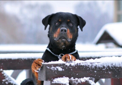 дай лапу, как бульдог - бульдогу...