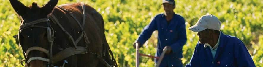 False Bay Pinotage